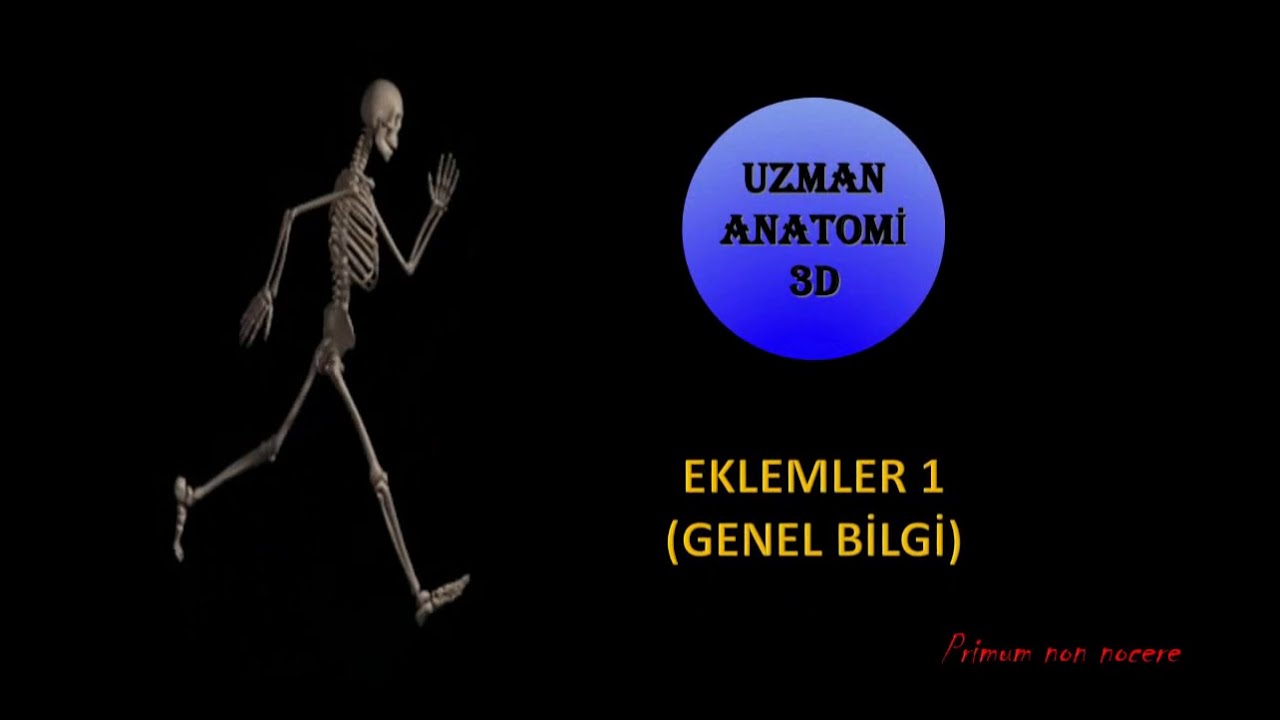 Eklemler (Genel Bilgi)