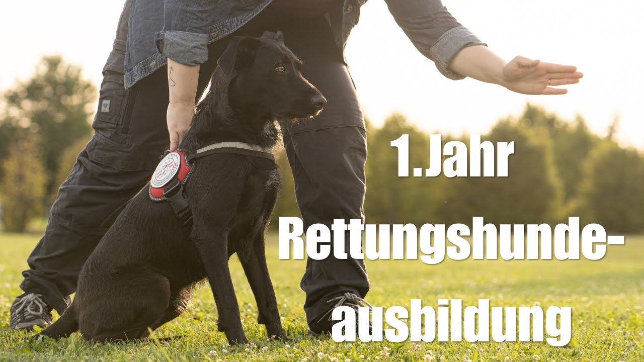 Von Angsthund aus dem Tierschutz zu Rettungshund - Fynn's erstes Jahr Rettungshunde-Training