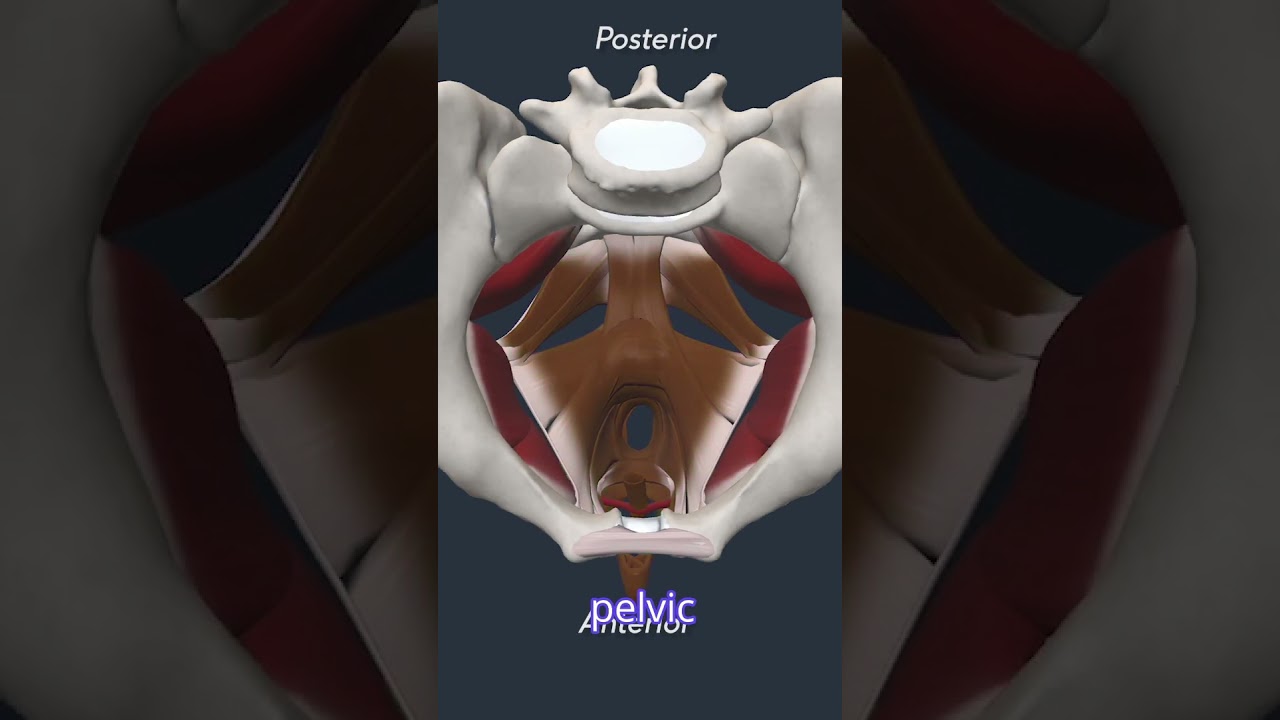 Pelvic Organ Prolapse & Pelvic Floor Anatomy