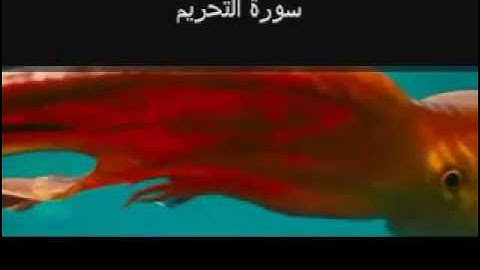 Surat At Tahrim (The Banning) سورة التحريم