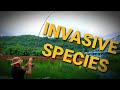 Invasive Species Fish taking over USA!