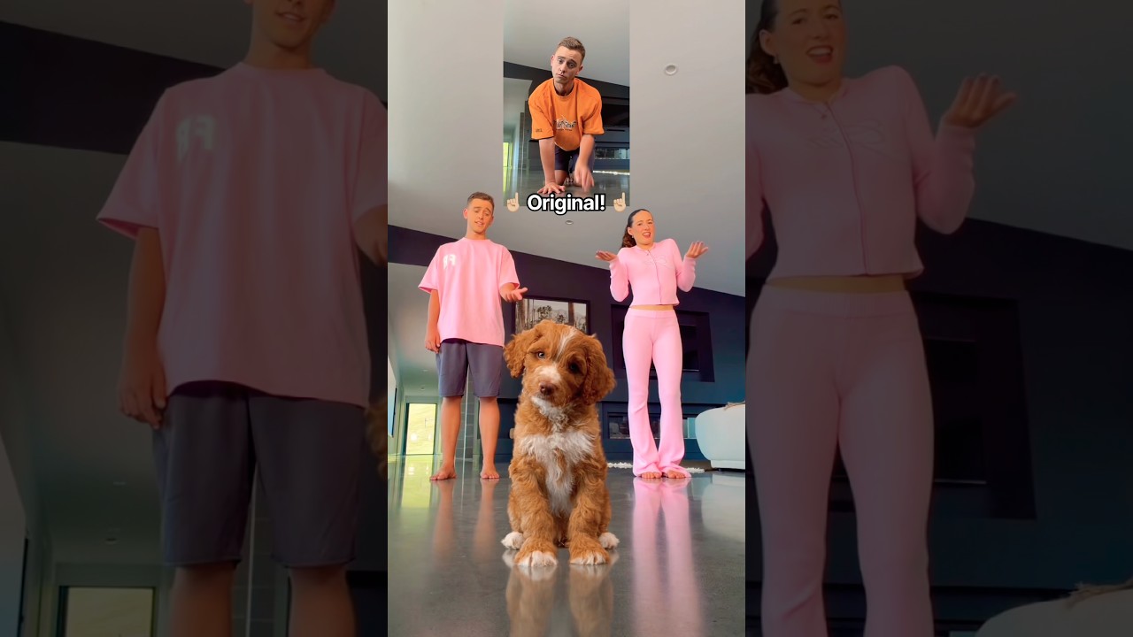 Puppy Dance Class! 😱🐶 BEHIND THE SCENES! 🎥🤣 #puppy #dance #viral