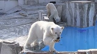 浮き玉下さいな・・ホッキョクグマダイブ~Please give me float ball,Polar Bear