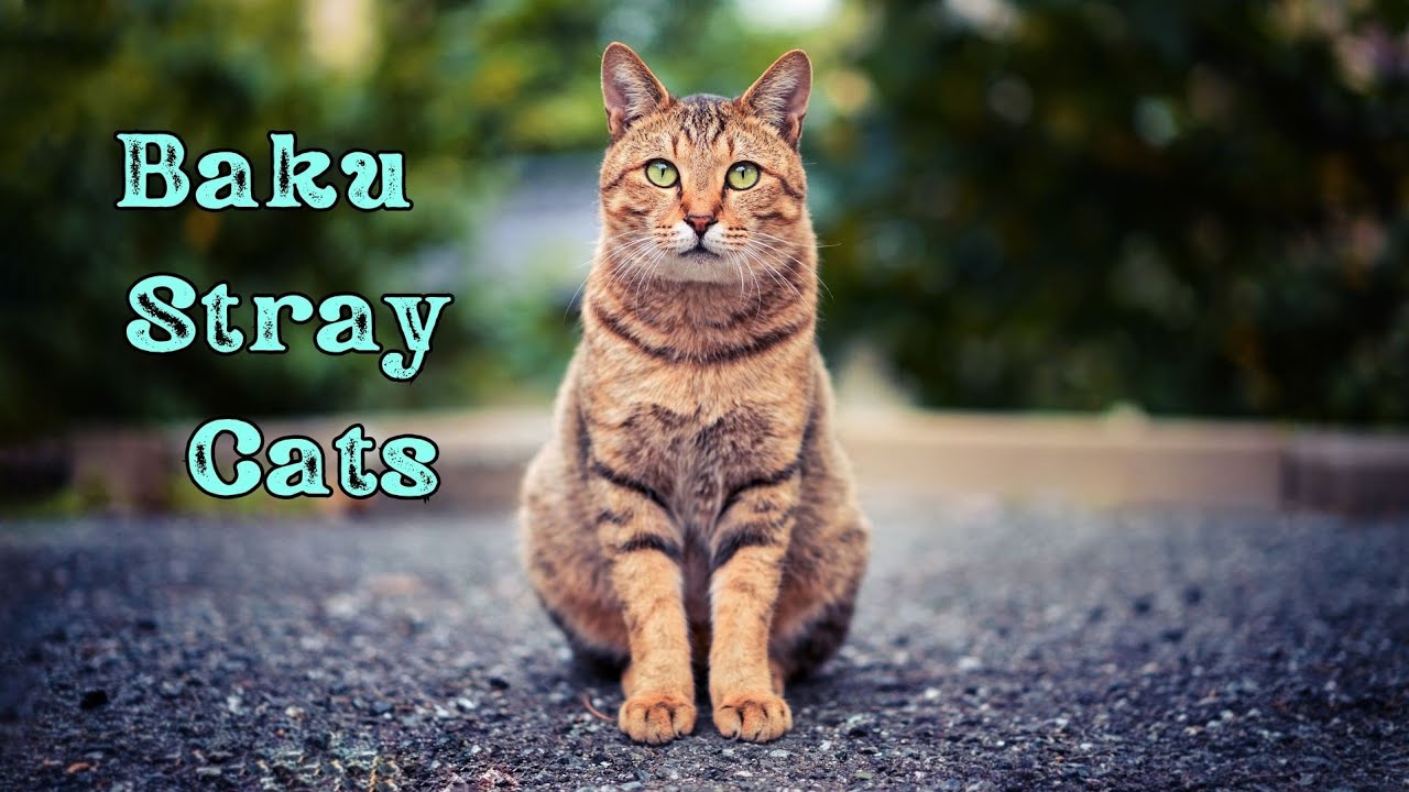 Feeding stray cats🐈. 