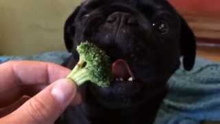 Cutest Black Pug Loves Eating Broccoli More Than You!