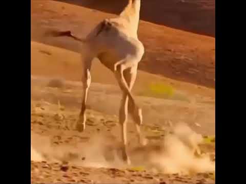 Mpaka Simba Wa Porini Sasa Hivi Amekuwa Wa Kawaida Sana Anapigwa Mateke Na Wanyama Wala Nyasi