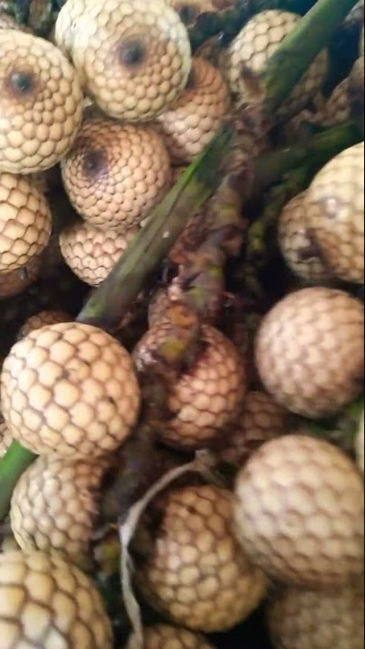 #AMAZING! #FRUITS!!#RATTAN!!#YANTOK!
