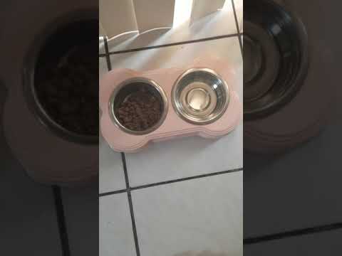 Shih tzu puppy morning routine