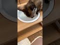 一生懸命な子猫
