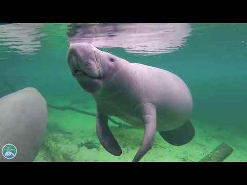 What is a manatee?