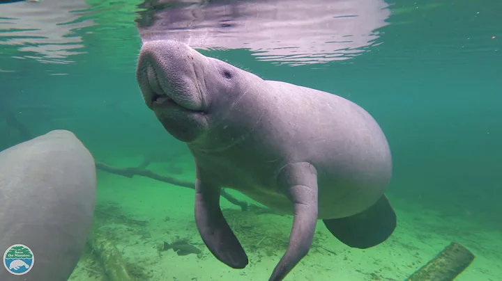 What is a manatee? - DayDayNews