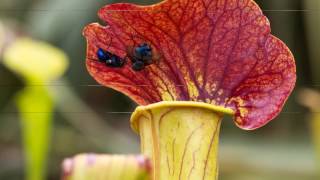 Fascinating Carnivorous Plants😈🍃🍃🌍 | Discover The World (strange plants)