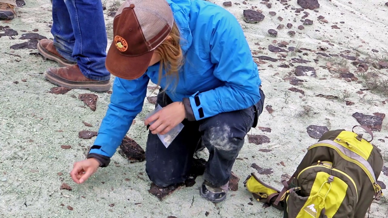 A Career in Paleontology and Archaeology Awaits You! YouTube