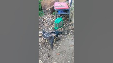 Bad ass baby qaib brothers#2