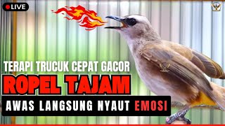 🛑SUARA TRUCUKAN GACOR TERBAIK🔥 PANCINGAN AMPUH UNTUK BURUNG TRUCUK GACOR ROPEL PANJANG🛑LIVE 🎥