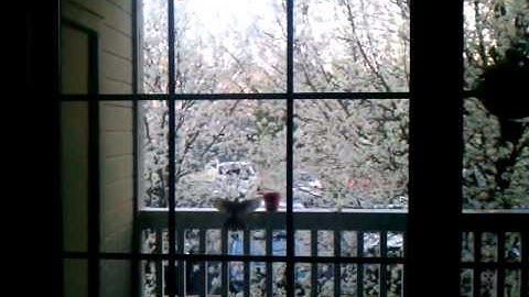 Crazy bird keeps flying into my window!