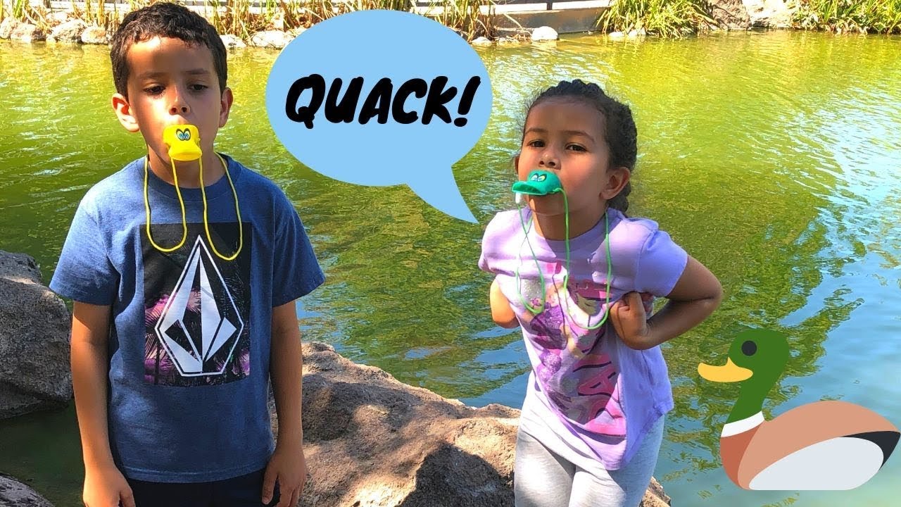 Bass Pro Duck Calling Duck Feeding Frenzy Mallard Ducks YouTube