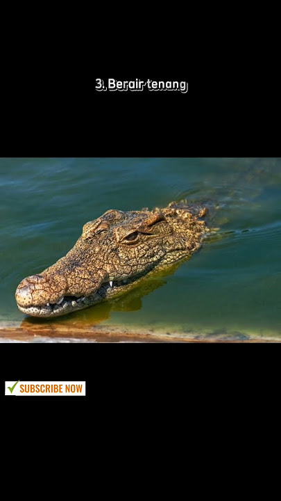 5 Ciri sungai yang ada buayanya#shorts