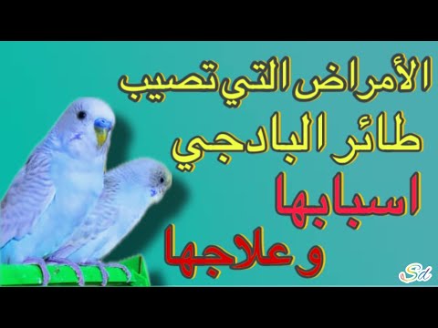 الأمراض التي تصيب طيور البادجي طيور حب أسبابها و علاجها طيور الزينة الغندور كراون البادجي 