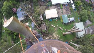 Tree destroys House: When trees fight back