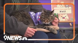 Cat Fest Colorado happening on Sunday