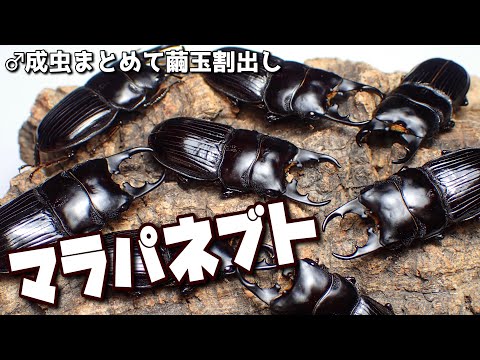 珍品マラパネブトクワガタの成虫繭玉割りと 産卵セット