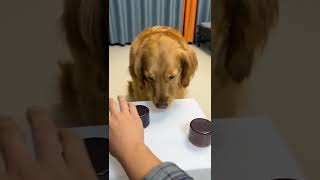 🤣САМОЕ СМЕШНОЕ ВИДЕО ПРИКОЛЫ С ЖИВОТНЫМИ😺🐶#shorts