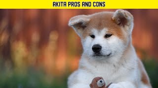 Few Important #facts About Akita Dog Breed | Akita Information @Manimalian
