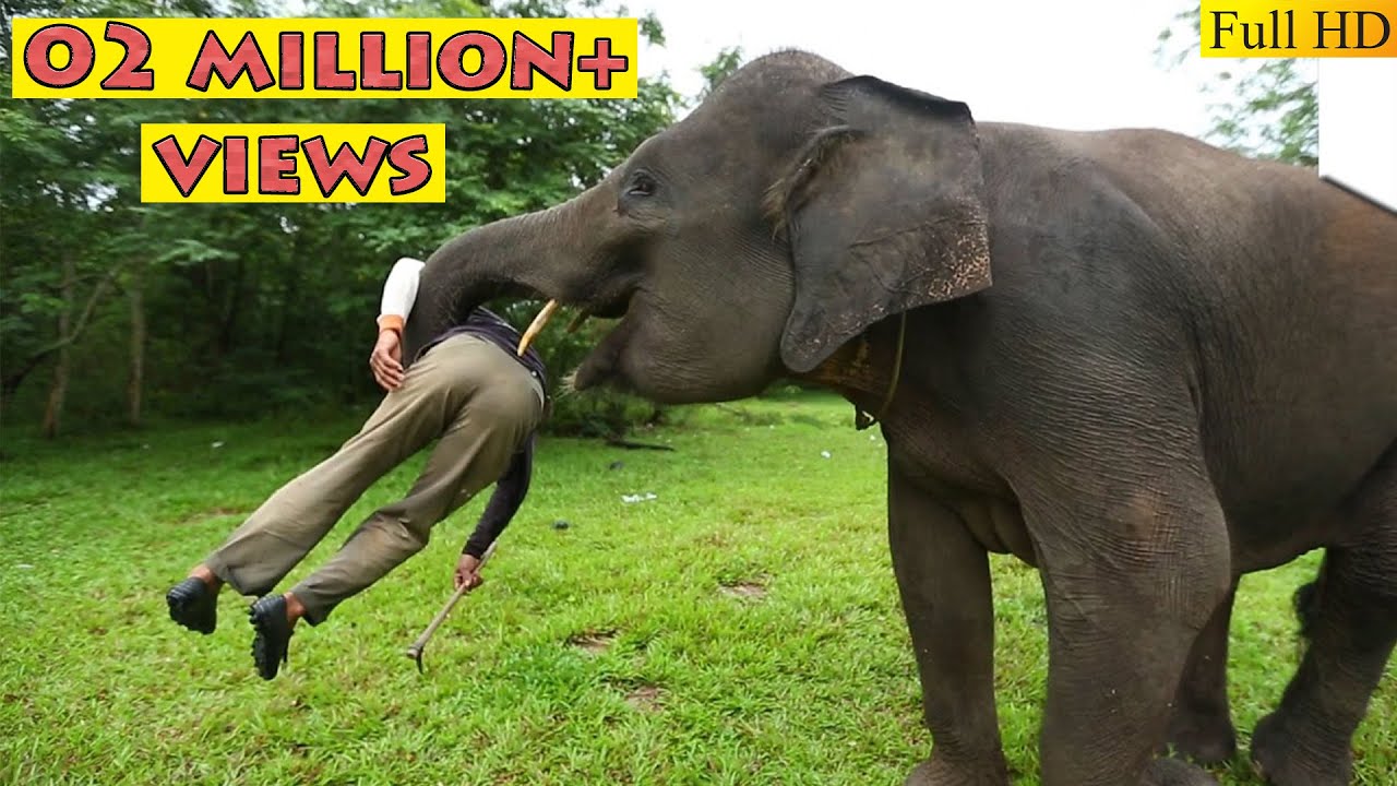 Elephant attack at Jim Corbett 😲 / Dangerous encounter / Jungle Safari / जंगली  हाथी ने किया हमला