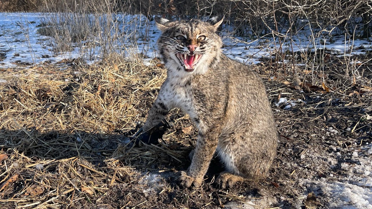 2025-2026 Trapping Season Ep. 7