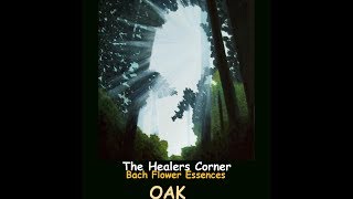 BACH FLOWER ESSENCES -  Oak