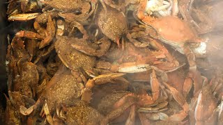 Steaming Maryland Blue Crab screenshot 3