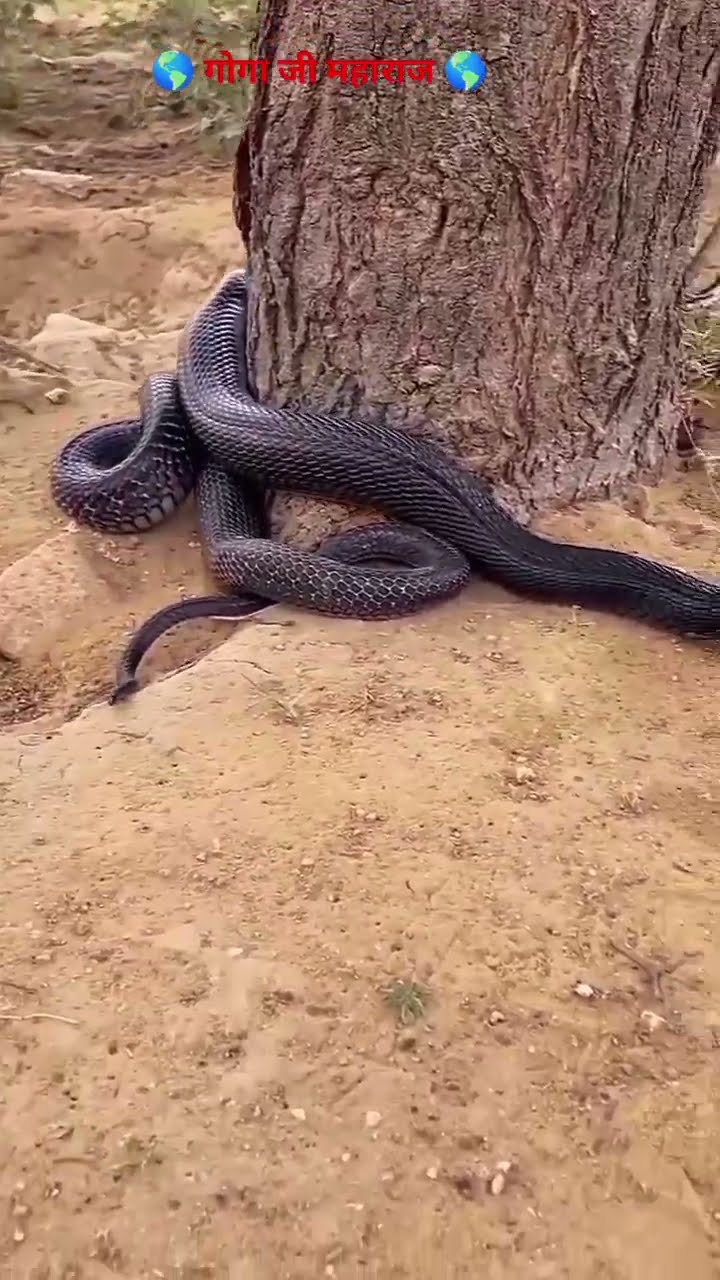 logo ke liye sikh - ShareChat