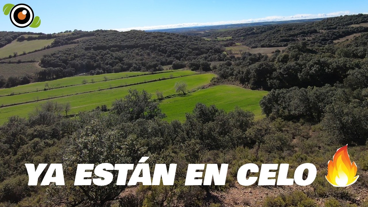 Fototrampeo en Pleno Celo: Una Pareja Enamorada en Febrero #wildlife #animales #cameratrap #Campo
