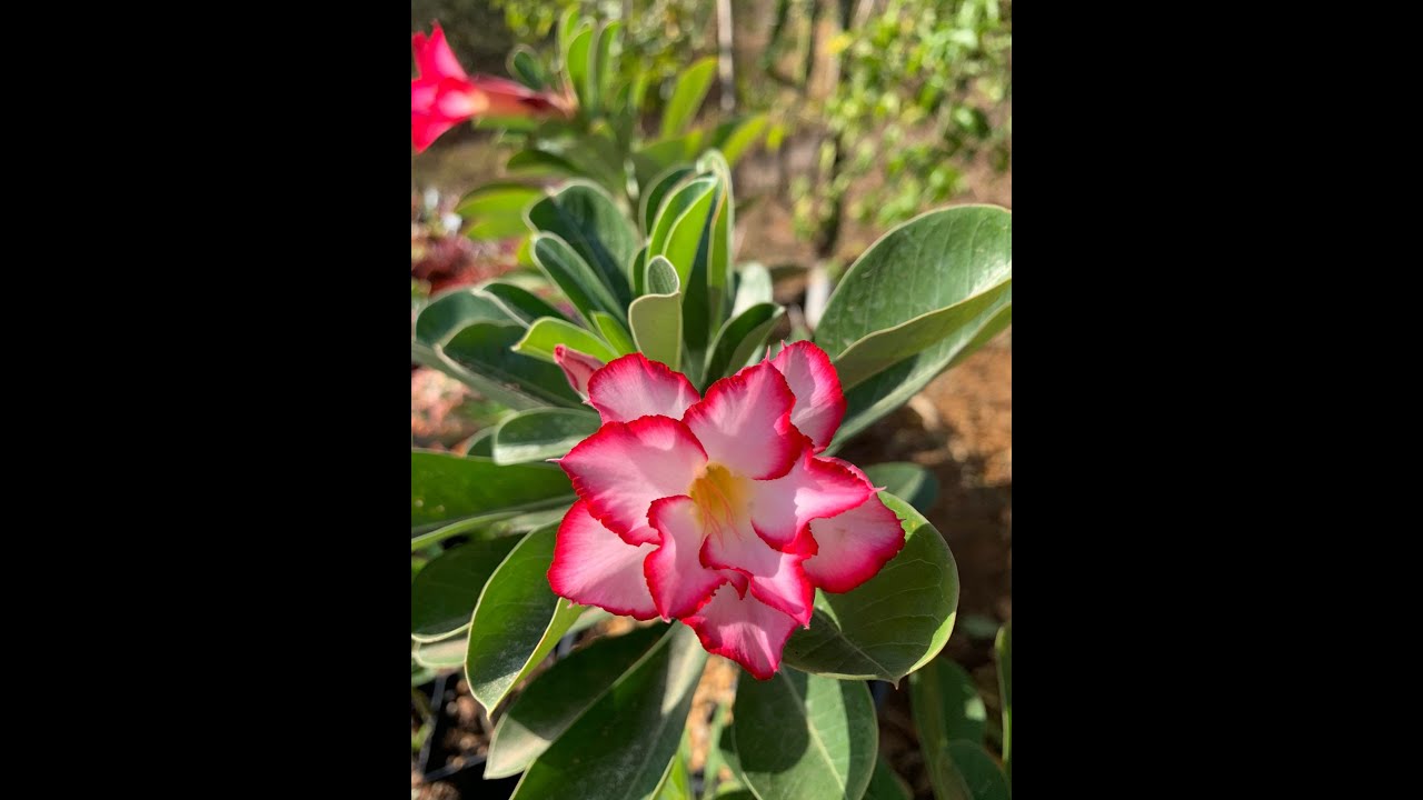 Minhas Rosas do Deserto, e tem baby RD com flores