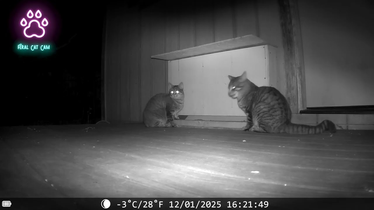 Tiny Home Feral Cat Community (Scenes From The Cat Feeder)