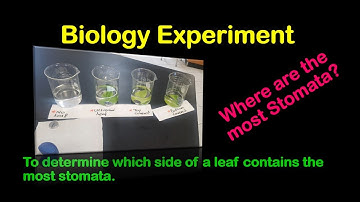 Which side of the leaf produces the most bubbles? (Breathing Leaf Experiment)