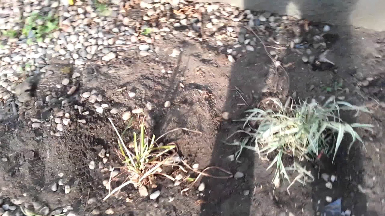 Sunterra pond kit updated. YouTube