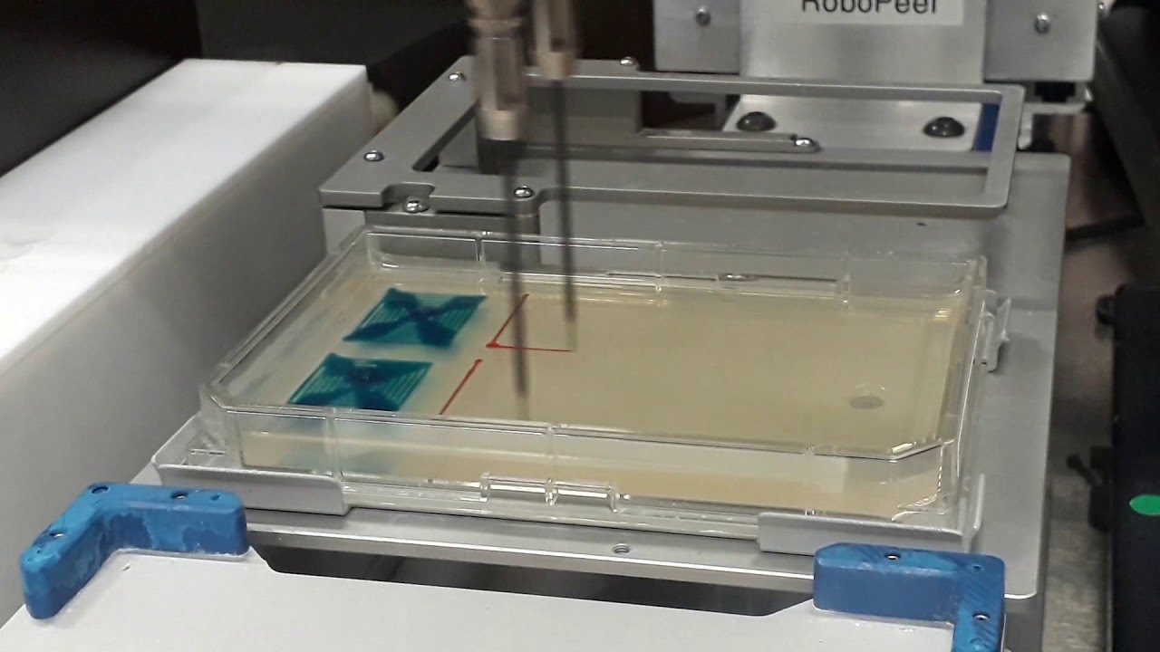 Automated spreading of microbial cultures on agar plates using spiral move of Tecan liquid