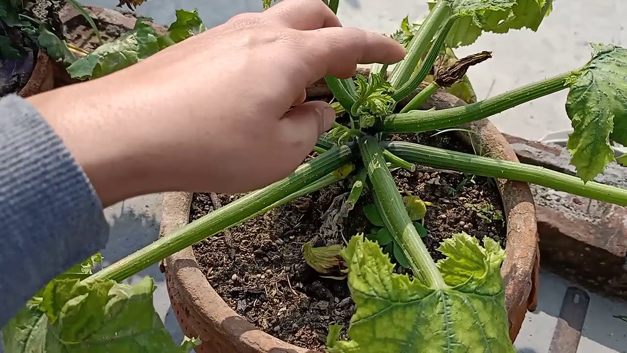 HOW TO GROW ZUCCHINI IN POTS. YouTube