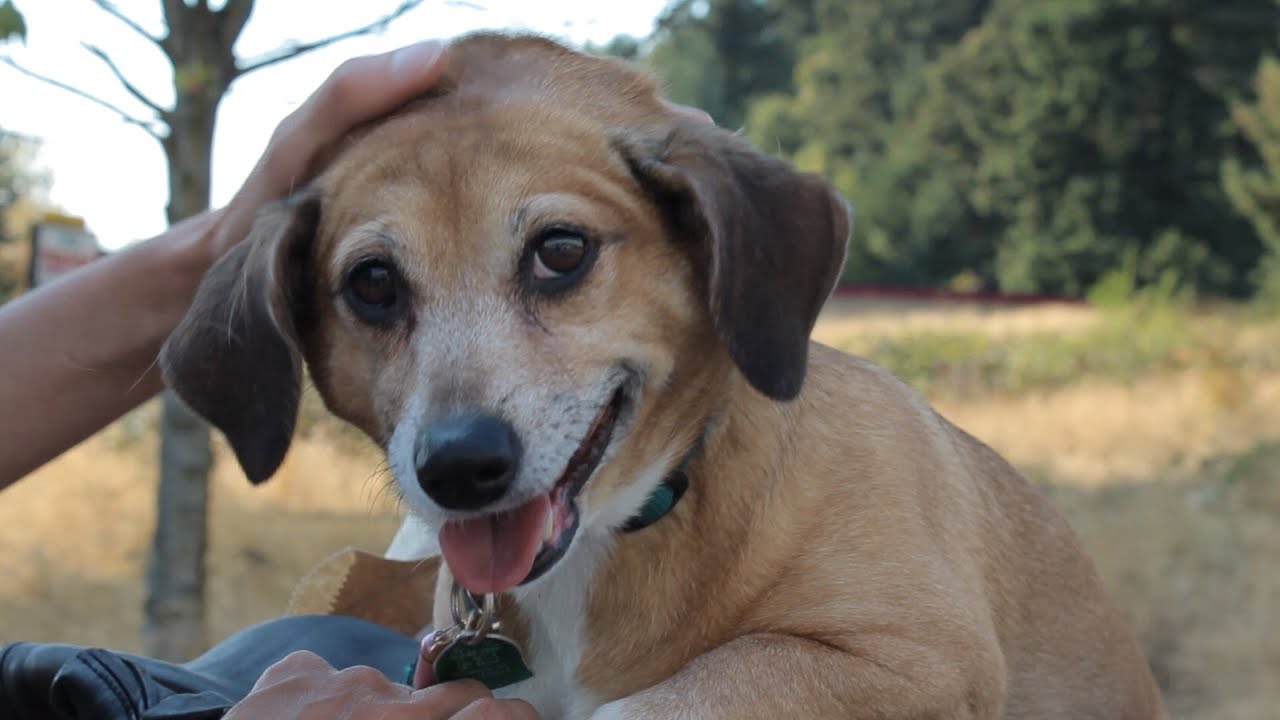 Dog MURKA . 3D Design Matrix Gemvision