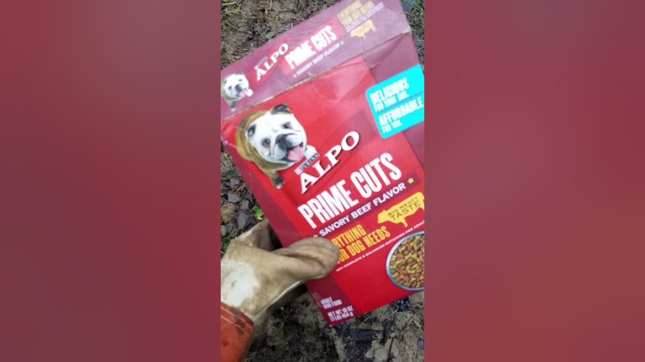 How to set a dog proof coon trap (Ztrap) YouTube