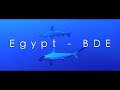 Egypt bde  brothers daedalus elphinstone  dune travel  scuba diving  plonge en egypte 4k