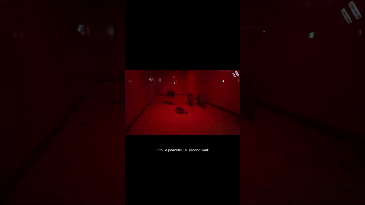 Aardvark - peaceful walk