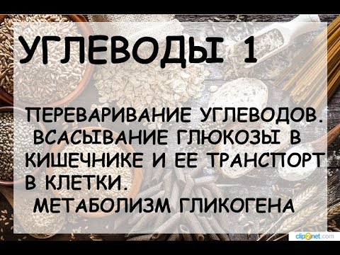 УГЛЕВОДЫ 1: ПЕРЕВАРИВАНИЕ УГЛЕВОДОВ. МЕТАБОЛИЗМ ГЛИКОГЕНА