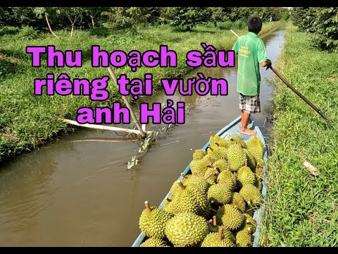 Video Thu hoạch sầu riêng tại vườn của anh Hải. TUẤN NGUYỄN... - youtube