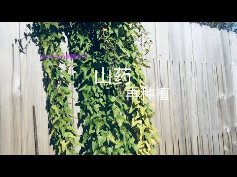 山药再种植https://youtube.com/@yanhuang6825