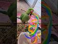 देखो मिट्टू का Rainbow Magic 🌈✨ |Magical Rainbow और Cute Parrot 🦜🌈#ytshorts #shorts #aayrashivay
