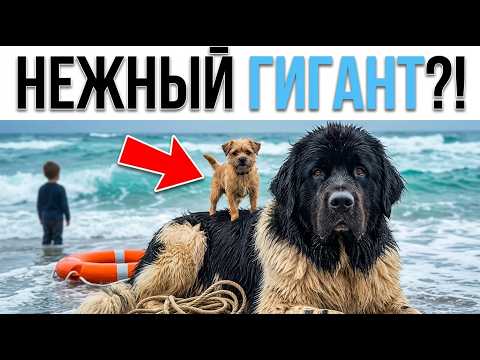 Самая добрая гигантская собака? Что скрывает ньюфаундленд под пугающей внешностью