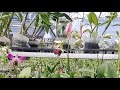 promo dendrobium mekar kenop